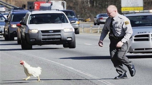 por que a galinha atravessou a rua